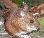 Wood Mouse